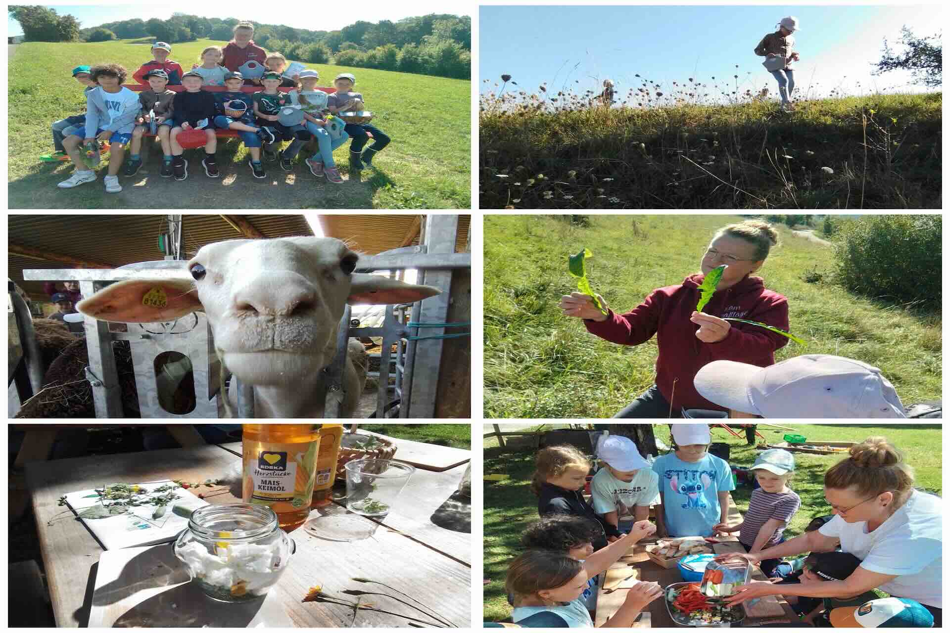 Kräuterwanderung Ferienbetreuung GSUL2025